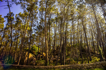 Sun Rays shining through branches in the forest with rock formation