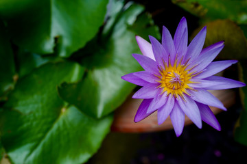 lotus in pond