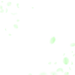 Green flower petals falling down. Fabulous romanti