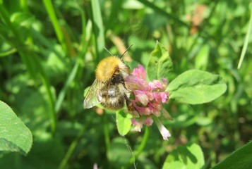 Bumblebee on clover flower in the garden, closeup