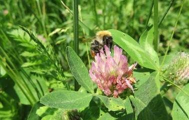 Bumblebee on clover flower in the meadow on natural green leaves background, closeup