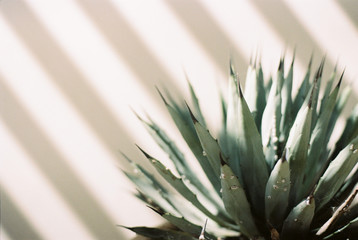 Horizontal image of cactus in shadows