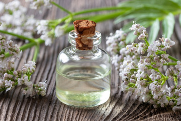 A bottle of valerian essential oil with fresh valerian twigs
