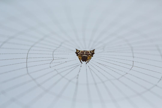 A spider in his web in morning dew.