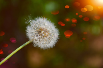 dandelion on a colorful background with space for text
