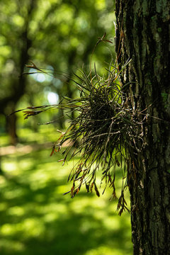 Air Moss Clinging to the Side of a Tree