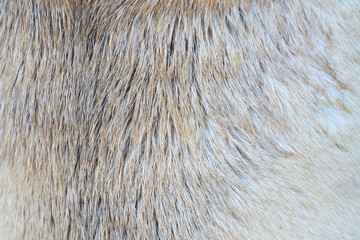 Wool, pug dog. Wool pug close up Abstract background of wool.