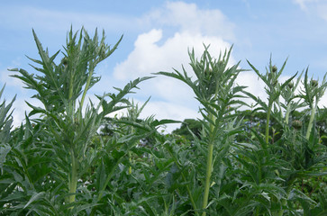 thistles