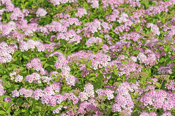 Fototapeta premium Blühender Spierstrauch, Spiraea bumalda