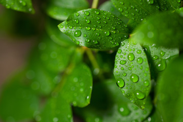 green leaves with water droplets