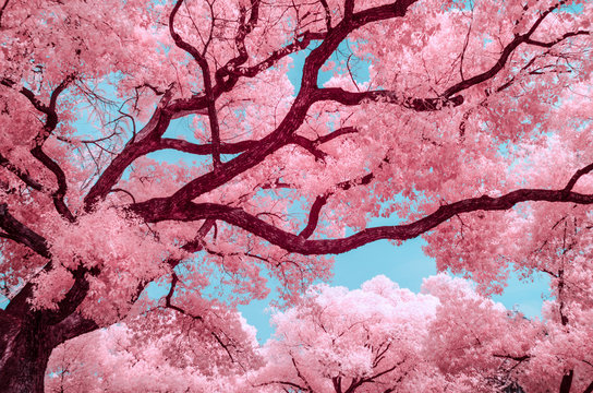Suzhou gardens, Infrared photography