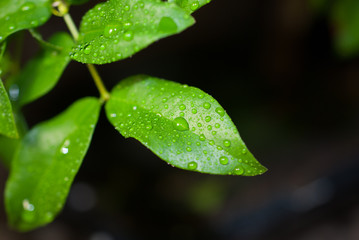 green leaves with water droplets