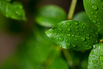 green leaves with water droplets