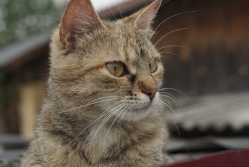 Naklejka na ściany i meble Beautiful Street Cat Close Up