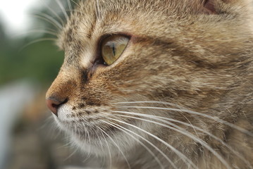 Beautiful Street Cat Close Up
