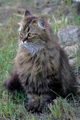 Naklejka na ściany i meble fluffy gray cat with bright yellow eyes. Ears fur. A pet