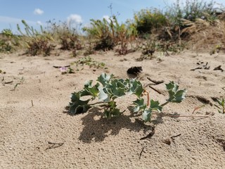 summer holiday sand beach shoe sun wind waves