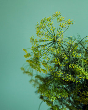 Big bunch of dill