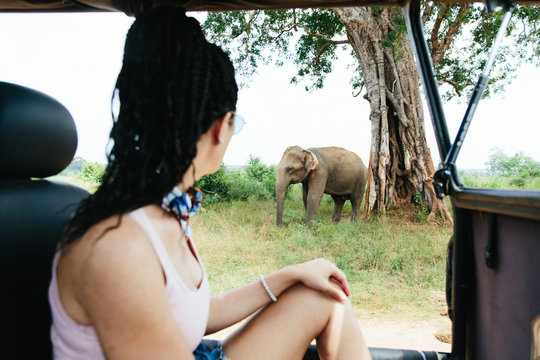 Woman Leaning Out Of A Jeep On Safari Looking At An Elephant
