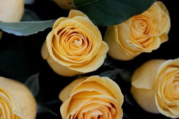 yellow roses on a white background