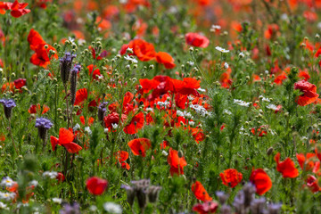 Poppy Field / Mohnblumenfeld