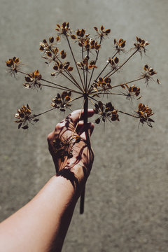 Hand holding a dry plant