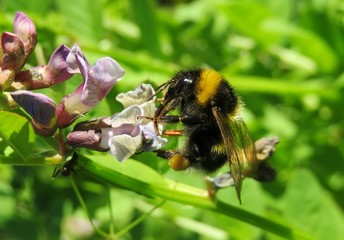 Bumblebee on vicia sepium flowers in the meadow, closeup