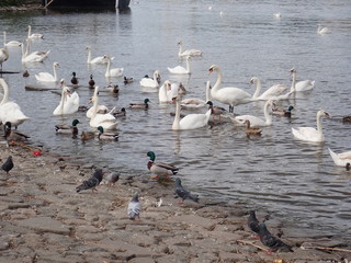 swans floating on a river