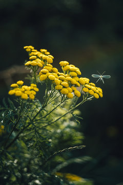 Yellow wild flowers and small flying insect