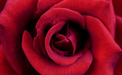 Naklejka premium Red rose macro picture. Red background.