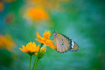 Beautiful Plain Tiger  butterfly sitting on the flower plant with a nice soft background in its natural habitat