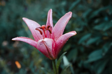 Pink flower on green background. Cool shades.