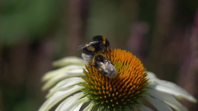 Two bumblebees on flower