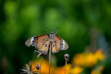 Beautiful Plain Tiger  butterfly sitting on the flower plant with a nice soft background in its natural habitat