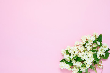 Fototapeta na wymiar Jasmine, Philadelphus or mock-orange flowers bouquet on pink background. Copy space, top view. Greeting card.