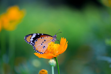 Beautiful Plain Tiger  butterfly sitting on the flower plant with a nice soft background in its natural habitat