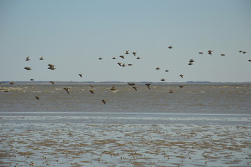 Vogelschwarm am Strand