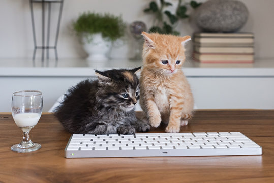 Two kittens on desk.