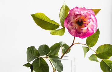 Pink rose in a vase on a white background.