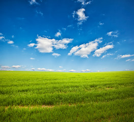 Obraz premium Beatiful morning field with bright sun