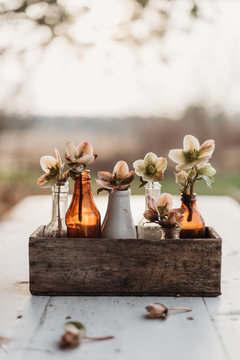 Spring flowers