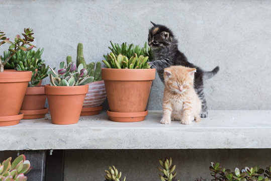 Kittens playing in plant pot.