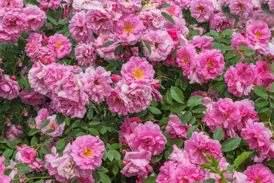 Buds of pink roses among green leaves. © 201122