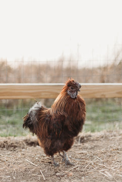 Rooster