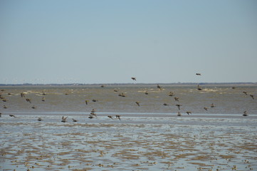 Vogelschwarm am Strand