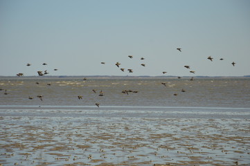 Vogelschwarm am Strand
