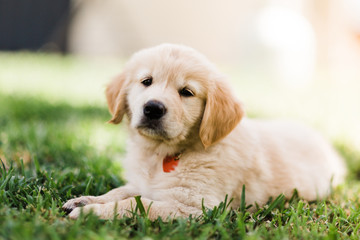 golden retriever puppy laying on grass