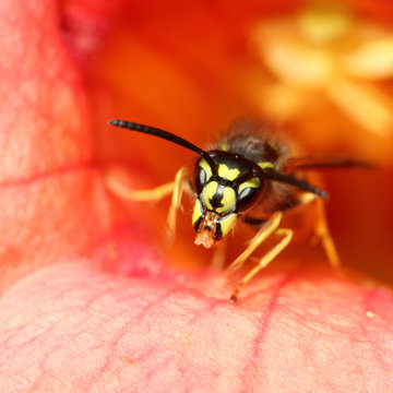 Wasp coming out of a red campsis flower