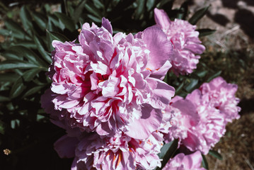 Blooming peonies in a flower bed.