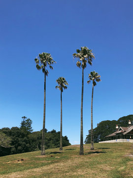 Palm trees in Sidney park.